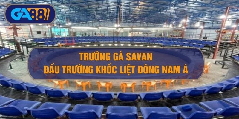 3BET Trường gà Savan ở đâu? Khám phá đấu trường khốc liệt