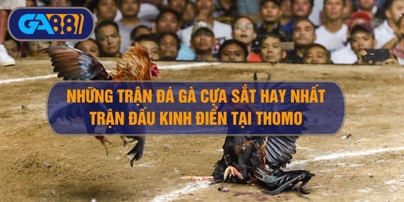 3BET Tổng hợp những trận gà đá cựa sắt hay nhất siêu kinh điển