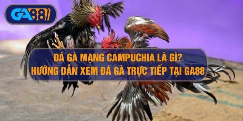 3BET Đá gà mạng Campuchia là gì? Cách xem gà đá Campuchia Thomo tại Ga88